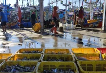 Pasokan Melimpah, Harga Ikan Segar di TPI Wonokerto Pekalongan Turun