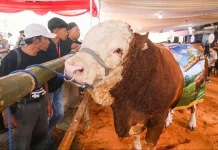 Produksi Daging Jateng Cukup, Gubernur Dorong Produksi Susu Lewat Kontes