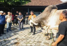 Peternakan Sapi Setia Farm Purworejo Jadi Percontohan Nasional