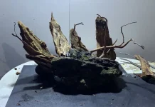Mengenal Ragam Kayu Terbaik untuk Aquascape