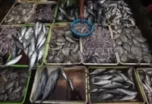 Ironi di Balik Piring Warga, Krisis Pasokan Ikan di Kota Atlas