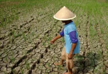 Ketahui Wilayah-Wilayah Paling Terdampak El Nino Sepanjang 2026 Menurut BMKG
