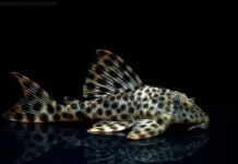 Ikan Sapu-Sapu Ganggu Ekosistem, Picu Pendangkalan Sungai hingga Tanggul Rusak