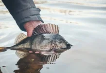 Ikan Sapu-Sapu Ancam Ekosistem, Kebiasaan Buang Ikan Hias ke Sungai Jadi Sorotan