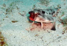 Red-Lipped Batfish: Ikan Bibir Merah Menyala