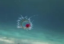 Ubur-ubur Turritopsis dohrnii, Si Makhluk Abadi