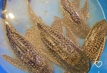 Ikan Sapu-Sapu, Solusi atau Masalah Baru?