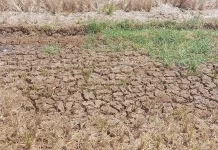 Antisipasi El Nino, Ketersediaan Air Jadi Kunci Ketahanan Pangan