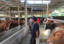Penjualan Sapi Kurban Mulai Ramai, Tembus Rp30 Juta/ Ekor
