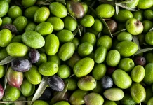 Alasan Kenapa Buah Zaitun Jarang Dijual Segar