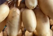 Gembili, Umbi yang Kini Dicari Kembali