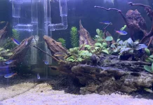 Penyebab Ikan Hias Mati di Aquascape yang Sering Diabaikan