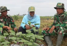 Komunikasi Sosial TMMD Hangatkan Suasana di Persawahan