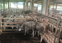 Geliat Peternak Salatiga: Inovasi Modern Farming Jamin Kualitas Hewan Kurban 2026