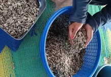 Membuat Kwaci dari Biji Bunga Matahari
