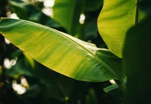 Tak Sekadar Pembungkus, Ada Nilai Tradisi di Balik Daun Pisang