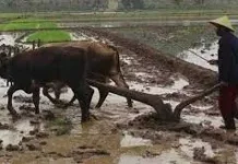 Garu Luku, Alat Bajak Tradisional yang Mulai ditinggalkan Petani
