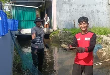 Ancam Ekosistem, Ikan Sapu-Sapu Dibersihkan Massal dari Saluran Air di Batang
