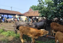 Jelang Iduladha, Pedagang Hewan Kurban di Pekalongan Melonjak 60 Persen
