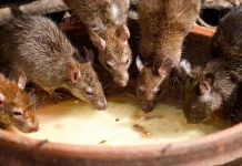 Bayang-Bayang Pandemi Baru, Waspada Merebaknya Hantavirus