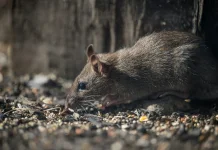 Tikus Bandel di Rumah? Lakukan Langkah Pencegahan Ini