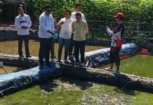 Pemkab Kudus Siapkan Lele, Untuk Topang MBG