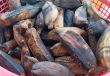 Cara Membuat Pisang Rebus Empuk dan Tidak Sepat