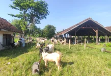 Kondisi Pasar Hewan Gondang Cepiring Rusak Parah, Pedagang Minta Diperbaiki