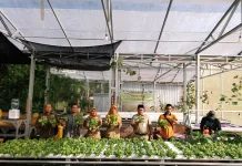 BUMDes Menara Karangduren Dongkrak PADes Lewat Budidaya Selada Premium