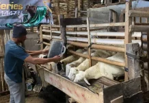 Jelang Iduladha, Dompet Dhuafa Bina Peternak Desa di Getasan lewat Program Jantara