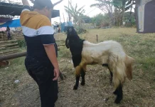 Tips Memilih Hewan Qurban