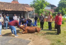 Penyembelihan Kurban Tak Boleh Asal, Pemkab Kendal Latih Juru Sembelih