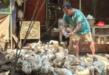 Warga Jati Kulon Kudus Sulap Sampah Rumah Tangga Jadi Pakan Entok