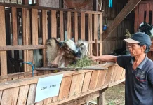 Jelang Iduladha, Hotel Kambing di Kudus Diserbu Pembeli