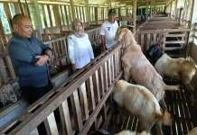Dongkrak Ekonomi Warga, Desa Duren Kembangkan Peternakan Kambing Boer Australia