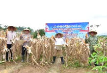 Panen Raya Jagung, Pemkab dan Polres Pekalongan Tancap Gas Kejar Swasembada Pangan