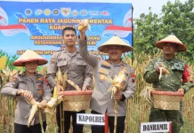 Polres Demak Panen Raya Jagung, Hasil 4 Ton Disalurkan ke Bulog