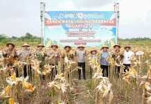 Dukung Swasembada Pangan Nasional, Polda Jateng Panen Raya Jagung di Boyolali