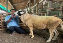 Domba Asli Purworejo, Antara Tradisi, Kesehatan, dan Kesiapan Qurban