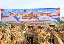 Panen Raya Jagung Serentak, Polres Purworejo Dukung Ketahanan Pangan