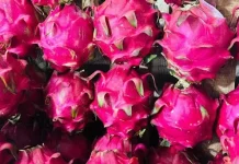 Ide Olahan Buah Naga yang Unik