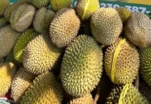 Durian, Buah Musiman yang Selalu Dinantikan