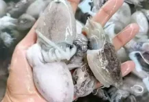 Cara Menghindari Kesalahan Umum saat Mengolah Cumi Blekutak