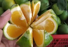 Cara Menyimpan Jeruk Baby Tetap Segar Lebih Lama