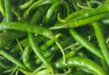 Resep Olahan Lombok Hijau yang Lezat dan Praktis
