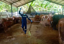 Surplus, Kebutuhan Hewan Kurban Jateng 593.168 Ekor Tercukupi