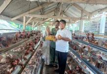 Kreatif di Tengah Tugas, Karyawan Perhutani Kembangkan Usaha 4.500 Ayam Petelur