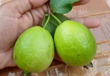Cara Mencuci Jambu Biji Baru Petik agar Aman