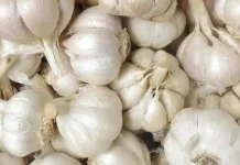 Mengenal Bawang Putih Kating, Si Favorit di Dapur