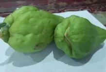 Tips Memilih Sayur Jipang Berkualitas